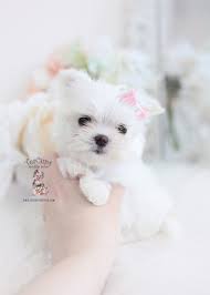Available meet snow white teacup ! Teacup And Toy Maltese Puppies Teacup Puppies Boutique
