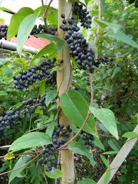 Image result for Brucea