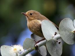 Image result for Dyschoriste albiflora