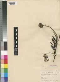 Image result for Callilepis laureola