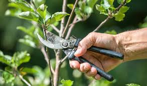 Image result for Tree Pruning means