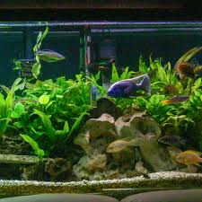 Image result for Astropanax barteri