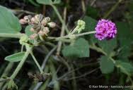 Image result for Boerhavia coccinea