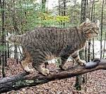 Highlander cat - Wikipedia