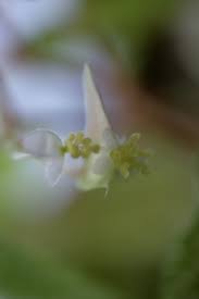 Image result for Begonia rostrata