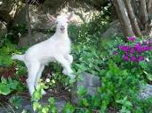 File:Goat frolicking.jpg - Wikipedia