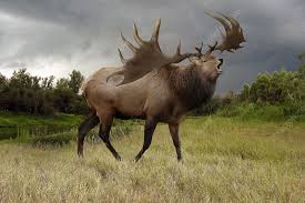Elks has moved to github. Thanks To Quarantine Great Irish Elks Return To The Dublin Mountains Ireland