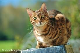 It may look like there are no as mentioned cats have thick hair around the eye, humans do not. Bengal Cat Facts Bengal Cat World