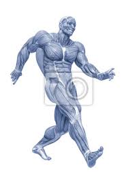 Jul 31, 2021 · man on the moon: Muscle Man Anatomy In An White Background Fototapete Fototapeten Albern Weltraum Kopieren Myloview De