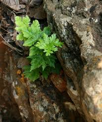 Image result for Doryopteris concolor