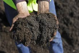 We did not find results for: Garden Soil Near Me Bulk Small Evergreen Trees