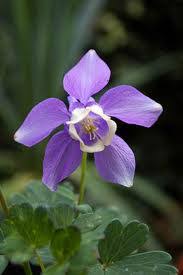 Image result for Aquilegia flabellata ministar
