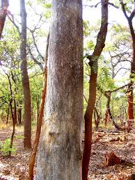 Image result for Magnistipula