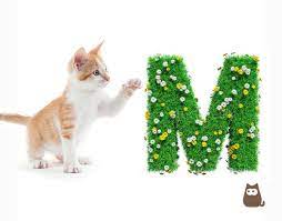 Cat Names Beginning With M Males And Females More Than 100
