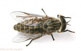 how to get rid of horse flies quickly how to get rid of flies full guide indoors and outdoors in 2021 horse fly get rid of flies horses