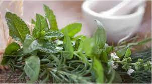We did not find results for: Daun Sirih Sebagai Obat Cacar Air Alami 2 Beauty Fimela Com
