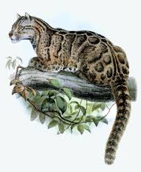 Clouded leopards dwell in the cloud forests of southeast asia and are one of the most ancient cat species. Can Taiwan S Formosan Clouded Leopard Claw Its Way Back From Extinction South China Morning Post