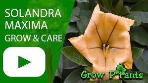 Image result for Solandra