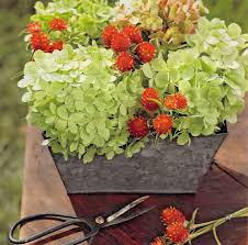 記得我們之前介紹過 有著草莓色的亮眼千日紅嗎 當時曾提到 她高挑的身形適合為庭院拉高背景 那紅櫬著藍天也格外可愛 其實她也很適合瓶插或乾燥 花 分享這張 彷彿想起草莓甜味的可愛切花作品