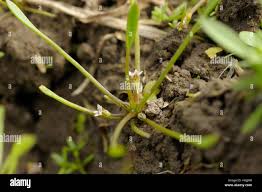 Image result for Limosella