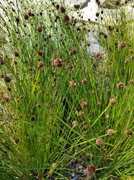 Image result for Ficinia