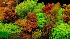 Image result for Ludwigia senegalensis