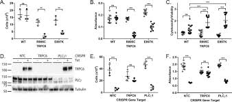 Saleem gill live interview on dawn news. Transmembrane Insertases And N Glycosylation Critically Determine Synthesis Trafficking And Activity Of The Nonselective Cation Channel Trpc6 Journal Of Biological Chemistry