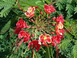 Image result for Fabaceae subfamily Caesalpinioideae