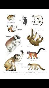 Pin De Jackson S Em Animal Infographic Animais Silvestres Animais Selvagens Animais