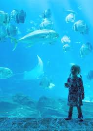 Pin By Garyw0t82e On Travel In 2020 Georgia Aquarium Expedia Travel Travel Jobs