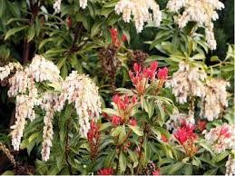 Image result for Pieris japonský obrázek