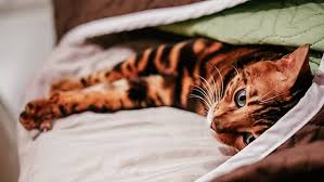 bengalskaya koshka koshki bengalskij kot kot bengal minileopard domashnie zhivotnye dikaya koshka