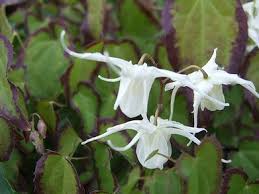 Image result for Vepris grandifolia