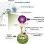 naltrexone for weight loss from www.sciencedirect.com