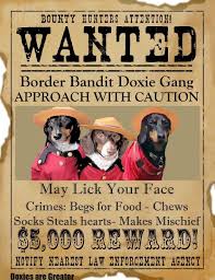 Pin By Kendra H On 7 Dachshunds Friends Doxie Cute Baby Animals Dachshund