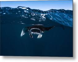 Spotted eagle ray glides over the wall, eagle ray pass, grand cayman. Manta Ray Art Fine Art America