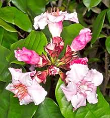 * prevents lethal myocardial tissue acidosis, and thereby. Strophanthus Gratus Monaco Nature Encyclopedia