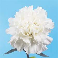 Pin On Flowers