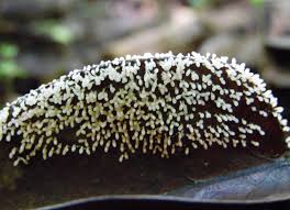 Image result for Asplenium holstii