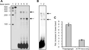 Austin's mild temperatures and seasonal humidity make our area a hotbed for pest activity. Transcriptional Control Of Human Antigen R By Bone Morphogenetic Protein Journal Of Biological Chemistry