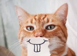 6 Hilarious French Idioms Using Chat The French Word For Cat Word Cat French Expressions Cats