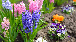 Boy smells is known for its intriguing name, unique smells, and chic packaging, and their les candle is no different. The Best Fragrant Flowers For Spring Gardening Tips With J Parker S