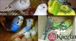muhabbet kusu yumurtasi kac gunde cikar kacgun com