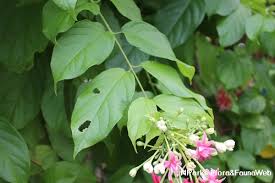 Image result for Combretum fuscum