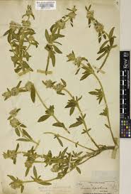 Image result for Cyanotis lanata