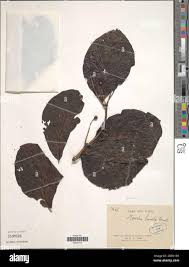 Image result for Morinda lucida