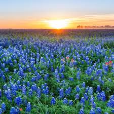 Placed alongside the cool frio river in concan, texas, garner state park offers miles of hiking trails and some of the best views of the texas hill country. Texas Hill Country Day Trips Fredericksburg New Braunfels
