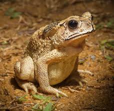 invasion of the toads cosmos