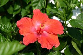 Herbaceous perennial and deciduous shrub. Hardy Hibiscus Brings Tropical Color And Huge Flowers To Local Gardens Cleveland Com