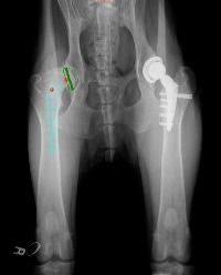 Canine Total Hip Replacement For Dog With Hip Dysplasia Dog Hip Dysplasia Total Hip Replacement Canine Surgery